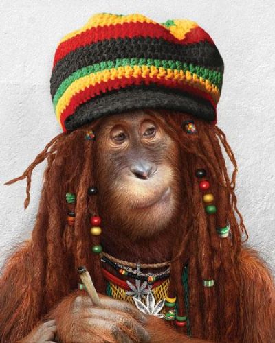 Monkey Marley