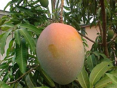 Beautiful Bangladesh: Seasonal Fruits :l