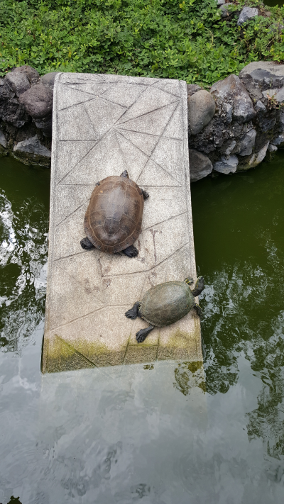 A day with the turtles