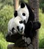 View Album - Giant Panda (Living and Displays and Toys)