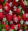 View Album - Yummy Strawberry