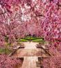 View Album - The Best Places to See Spring Flowers