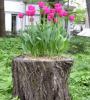 View Album - Awesome DIY Stump Ideas to Enhance Your Yard